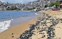 Η παραλία της Καβάλας γέμισε νεκρά μύδια - Η απίθανη εξήγηση