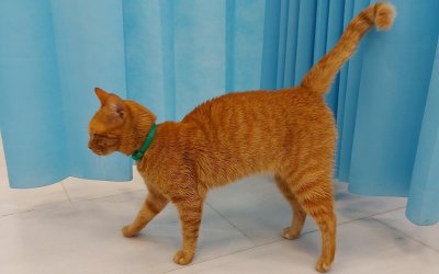 Χάθηκε η ''Ριρίκα'' στο Αργοστόλι