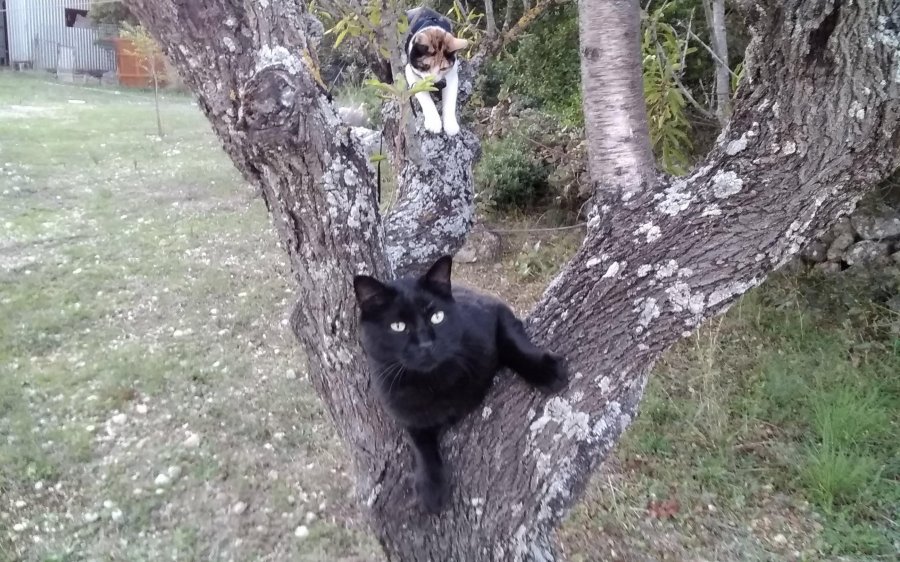 Χάθηκε ο Μάβερικ από τον Καραβάδο