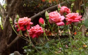 Κώστας Ευαγγελάτος: Οκτώβριος λόγου και τέχνης στο Αργοστόλι και την Αθήνα