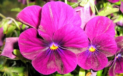 Το Γηροκομείο Αργοστολίου ευχαριστεί...