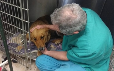 Αναρρώνει η σκυλίτσα που είχε εγκαταλειφτεί αβοήθητη στον Αίνο (εικόνες)