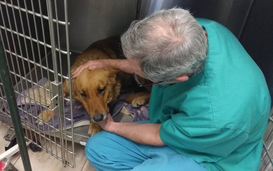 Αναρρώνει η σκυλίτσα που είχε εγκαταλειφτεί αβοήθητη στον Αίνο (εικόνες)
