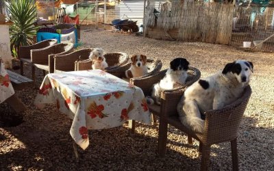 Μεγάλη ανάγκη για τροφές για τα αδέσποτα στο καταφύγιο "ΝΤΟΡΙΣ"