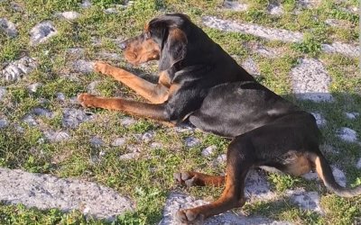 Βρέθηκε σκυλάκι στο Κάστρο Αγίου Γεωργίου – Το αναζητά κανείς;