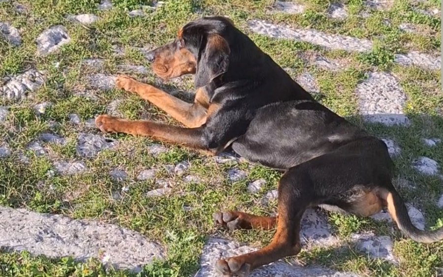 Βρέθηκε σκυλάκι στο Κάστρο Αγίου Γεωργίου – Το αναζητά κανείς;