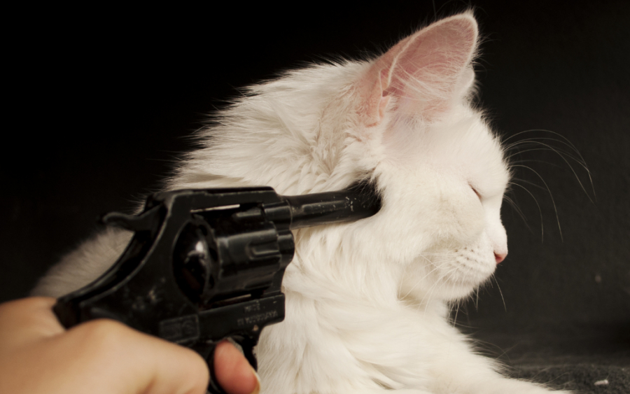 Οργή! “Άρρωστος” πυροβόλησε γάτα στα Μουσάτα - Πάνω από 20 σφαίρες στο σώμα της! (εικόνα)