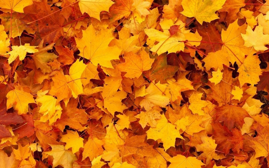 Φθινοπωρινά φύλλα στο έδαφος - ο καμβάς της μελαγχολίας