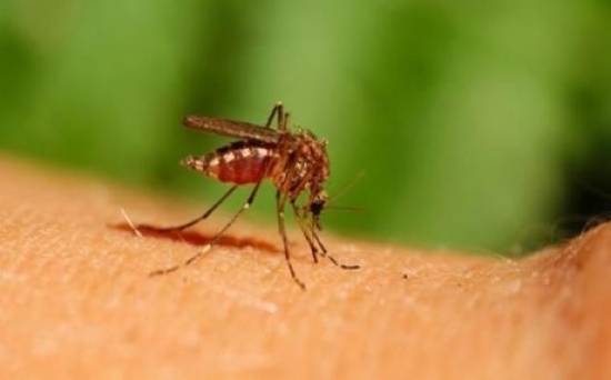 Οδηγίες για την προστασία από τα κουνούπια