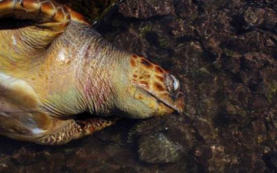 Ξεβράστηκαν 13 νεκρές θαλάσσιες χελώνες caretta-caretta