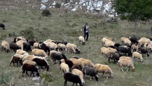 Ε.Α.Σ.: Δωρεάν παροχή στους ντόπιους Κτηνοτρόφους