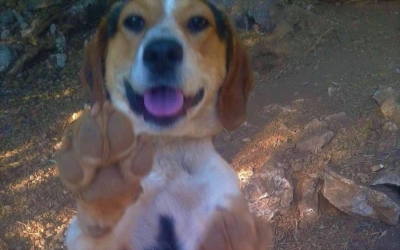 Χαρίζεται το σκυλάκι της φωτογραφίας