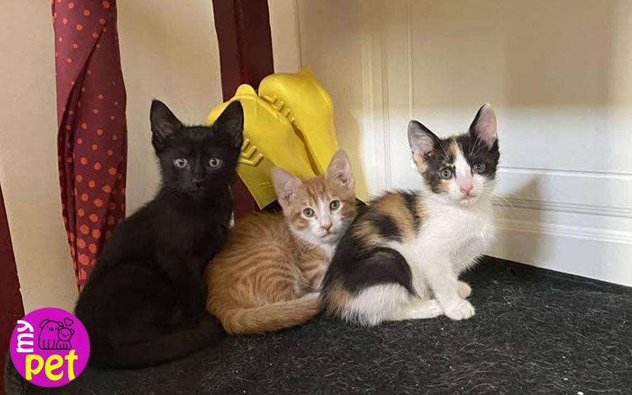 myPET: Χαρίζονται όμορφα γατάκια με την μητέρα τους (029)