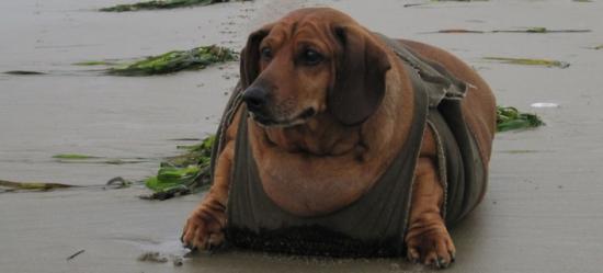 Υπέρβαρος σκύλος κάνει δίαιτα και πλαστική και χάνει 24 κιλά [εικόνες]