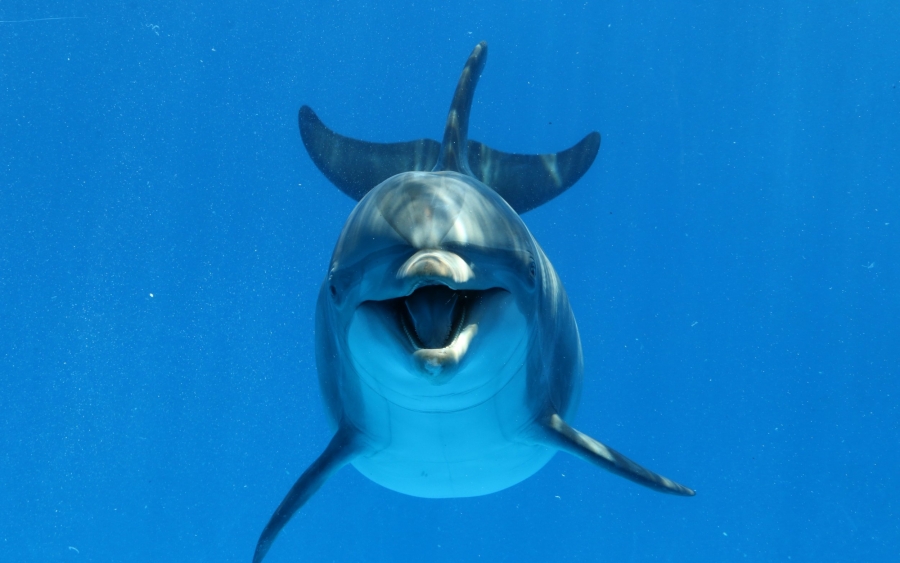 Κεφαλονιά: Δελφίνι κολύμπησε δίπλα σε λουόμενους (βίντεο)