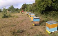 Τοπικός ΣΥΡΙΖΑ: Και η μελισσοκομία στο στόχαστρο της κυβέρνησης της Ν.Δ.