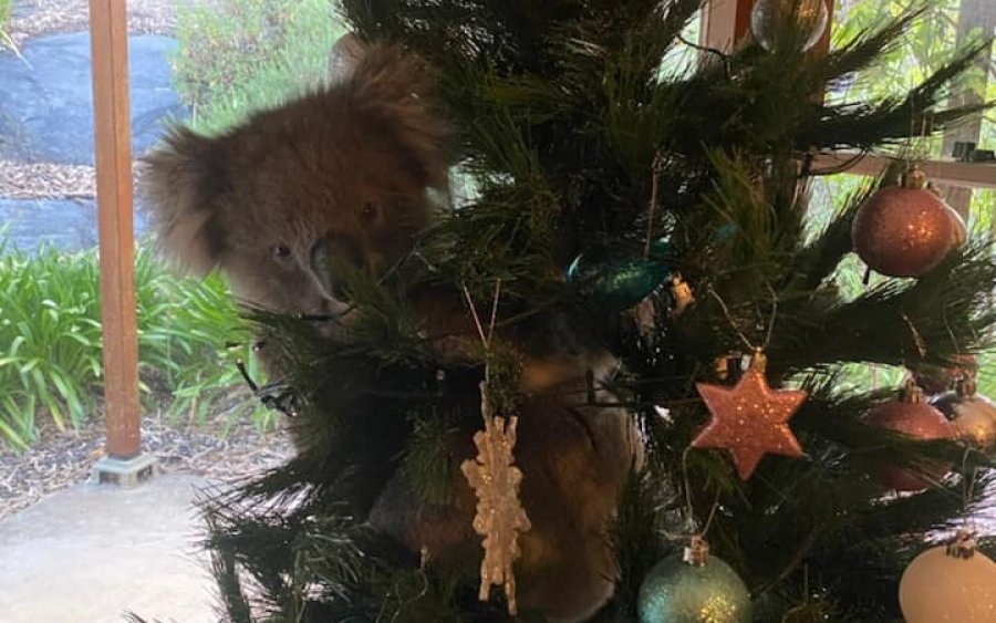 Γύρισαν στο σπίτι και βρήκαν ένα κοάλα πάνω στο χριστουγεννιάτικο δέντρο (εικόνα)