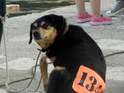 Βρέθηκε η Βάνι