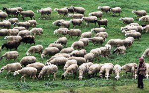 Ευλογιά αιγοπροβάτων: Πόσα χρήματα δίνει το υπουργείο Αγροτικής Ανάπτυξης στην Κεφαλονιά για λειτουργικές δαπάνες