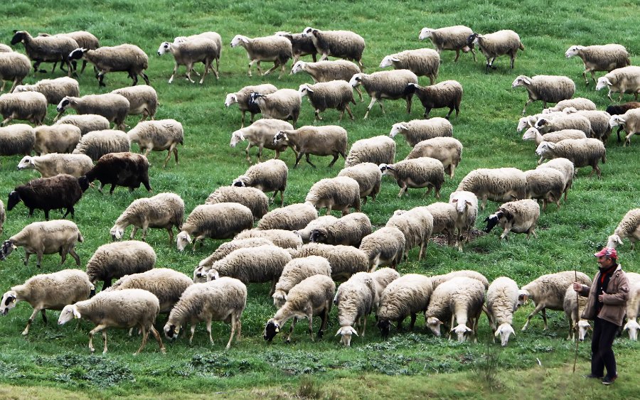 Ευλογιά αιγοπροβάτων: Πόσα χρήματα δίνει το υπουργείο Αγροτικής Ανάπτυξης στην Κεφαλονιά για λειτουργικές δαπάνες