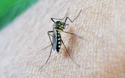 Ερευνα: Τα κουνούπια θυμούνται και... αποφεύγουν όποιον τα χτυπάει