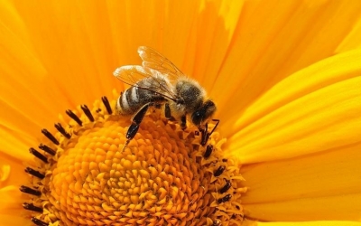 &quot;ΦΥΣΙΚΑ ΔΕΔΟΜΕΝΑ: Οι μέλισσες σε όλο τον κόσμο&quot; στην Κοργιαλένειο Βιβλιοθήκη