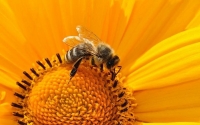 "ΦΥΣΙΚΑ ΔΕΔΟΜΕΝΑ: Οι μέλισσες σε όλο τον κόσμο" στην Κοργιαλένειο Βιβλιοθήκη