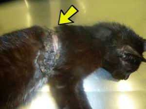 Έσωσαν γάτα που πέθαινε από τη θηλιά!