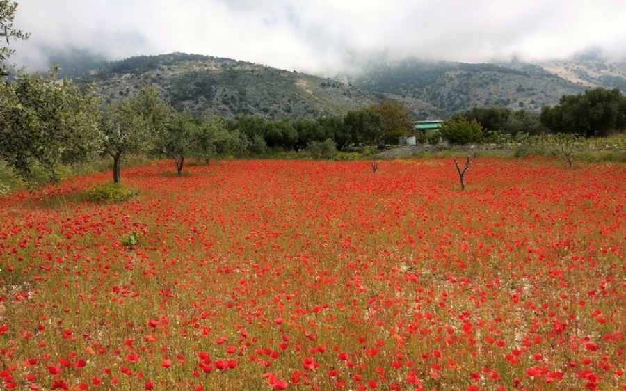 Το λιοστάσι με τις υπέροχες παπαρούνες στον Φαγιά!