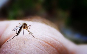 Νέα κρούσματα ελονοσίας μεταξύ Ηλείας και Αχαΐας