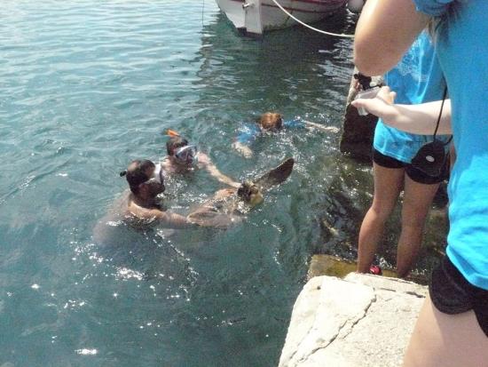 Επιχείρηση διάσωσης για τραυματισμένη θαλάσσια χελώνα στο Αργοστόλι (εικόνες)