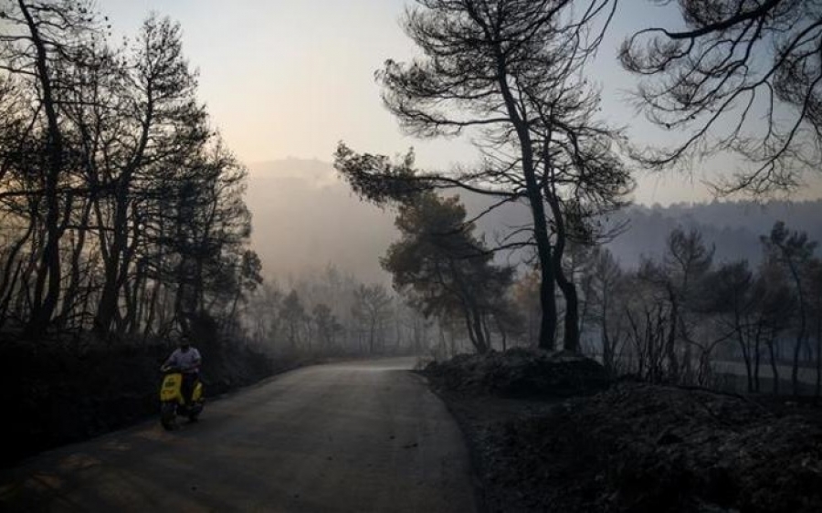 Εικόνες αποκάλυψης στο παρθένο δάσος της Εύβοιας