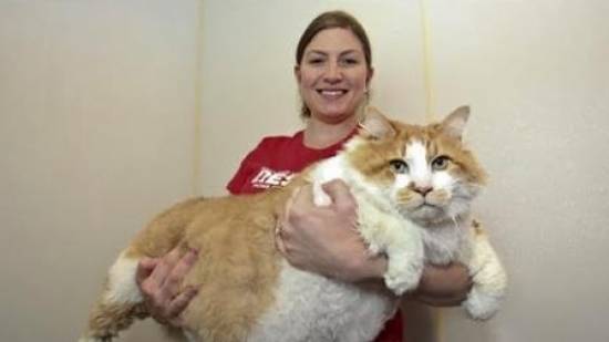 Είναι ο πιο βαρύς γάτος του κόσμου και ζυγίζει 17,5 κιλά! (video)