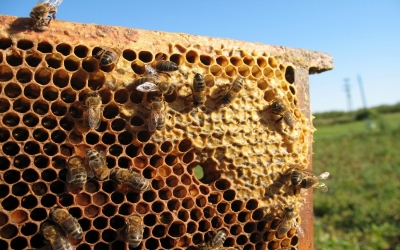 Ορθές πρακτικές για την προστασία των μελισσών κατά την διάρκεια ψεκασμών με γεωργικά φάρμακα
