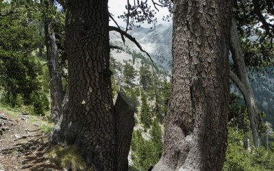 Nέες θέσεις εργασίας για 700 δασικούς υπαλλήλους μέσω του προγράμματος κοινωφελούς εργασίας του ΟΑΕΔ