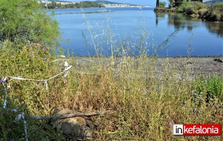 Νεκρή θαλάσσια χελώνα καρέτα - καρέτα στον Κούταβο