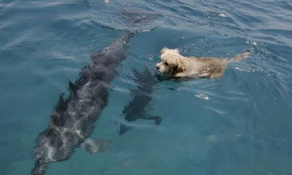 Ένας σκύλος που ζει με δελφίνια!