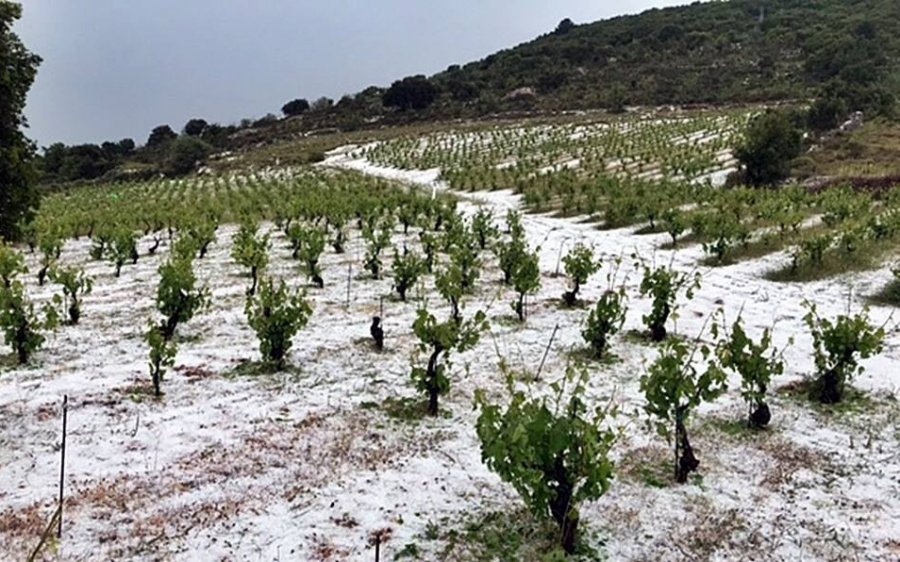 Περιφέρεια Ιονίων Νήσων: &quot;Σοβαρές ζημιές σε αμπελοκαλλιέργειες και ελαιόδεντρα από την χαλαζόπτωση στην Κεφαλονιά&quot;