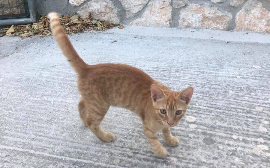 Xάθηκε γατάκι από τα Σβορωνάτα - Δίνεται αμοιβή