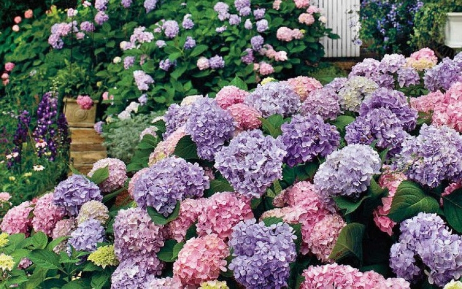 8 θανατηφόρα φυτά που μπορεί να έχεις στον κήπο σου