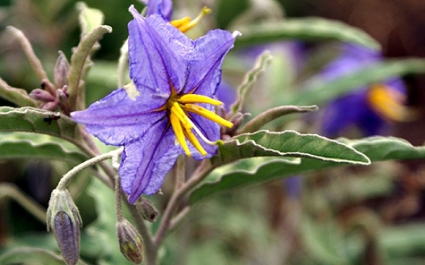 Ένας Κεφαλονίτης ποιητής γράφει ''Ο ανθός του λόγκου''