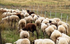 Σε απόγνωση οι κτηνοτρόφοι Κεφαλονιάς – Ιθάκης: Μαζική κινητοποίηση για την ευλογιά και την κρατική αδιαφορία