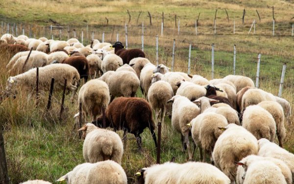 Σε απόγνωση οι κτηνοτρόφοι Κεφαλονιάς – Ιθάκης: Μαζική κινητοποίηση για την ευλογιά και την κρατική αδιαφορία