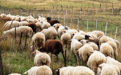 Σε απόγνωση οι κτηνοτρόφοι Κεφαλονιάς – Ιθάκης: Μαζική κινητοποίηση για την ευλογιά και την κρατική αδιαφορία