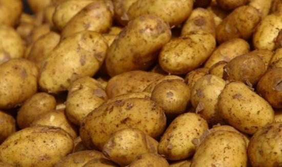 Έκτακτη ανακοίνωση για την πατάτα από τον Ενιαίο Αγροτικό Συνεταιρισμό