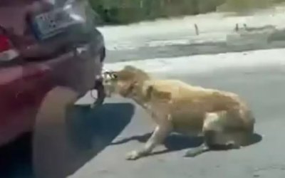 Ζάκυνθος: Σοκαριστικό περιστατικό κακοποίησης ζώου - Έσερνε σκυλί με το ΙΧ (video)