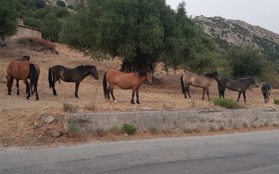 Τα άλογα του Αίνου στα Χιονάτα για λίγο νερό (εικόνες)