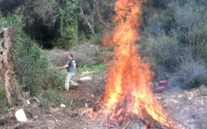 H Πυροσβεστική ενημερώνει για την Καύση κλαδεμάτων πολυετών φυτειών - Οι προϋποθέσεις
