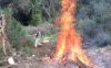 H Πυροσβεστική ενημερώνει για την Καύση κλαδεμάτων πολυετών φυτειών - Οι προϋποθέσεις