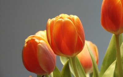 Δημόσιο ευχαριστήριο στο Νοσοκομείο Αργοστολίου